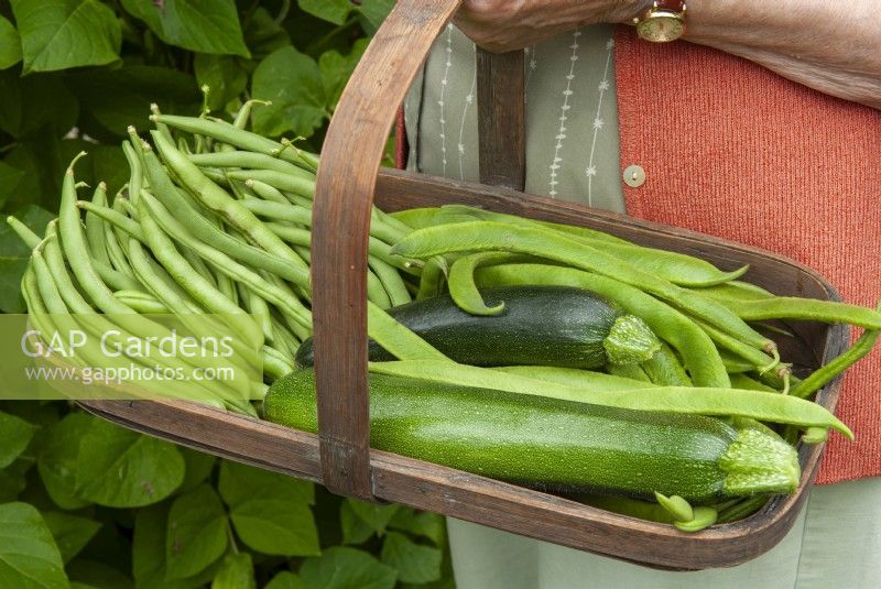 Trug containing Phaseolus coccineus - Runner Beans, Phaseolus vulgaris - Climbing French Beans and Zucchini - Courgettes 


