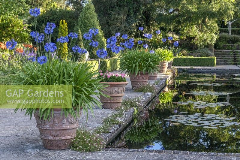 Agapanthus flowering in large terracotta pots in Summer in a formal country water garden - July