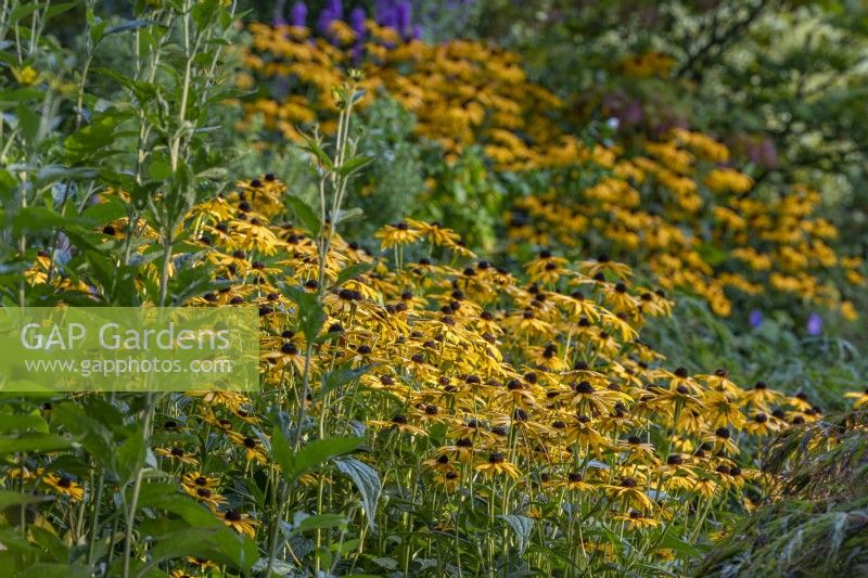 Rudbeckia fulgida variety sullivantii 'Goldsturm' flowering in late Summer - September