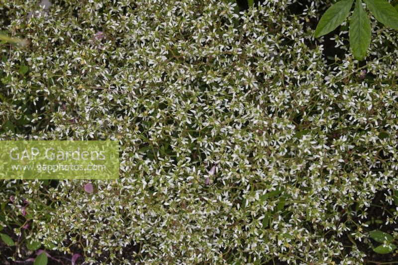 Euphorbia hypericifolia 'Snow mountain' graceful spurge
