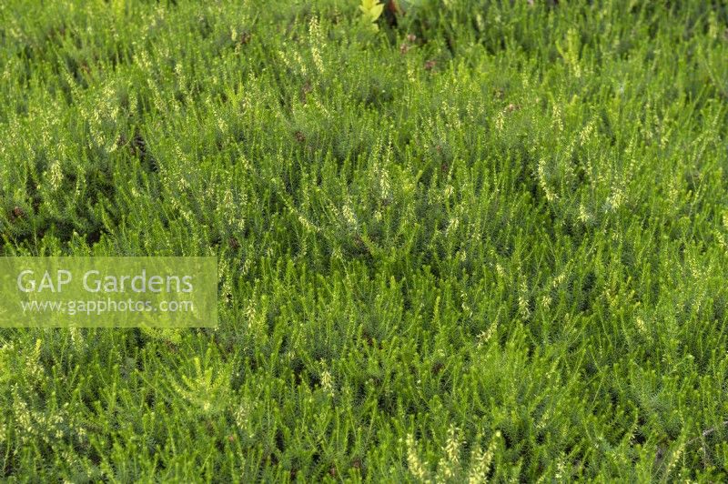 Erica herbacea 'Snow carpet' winter heath