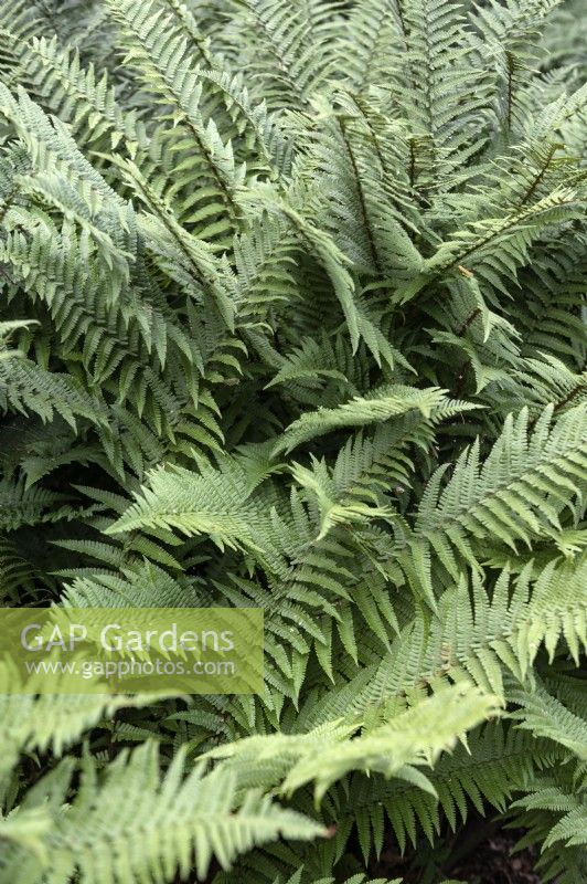 Dryopteris affinis subsp. stilluppensis, scaly male fern. 