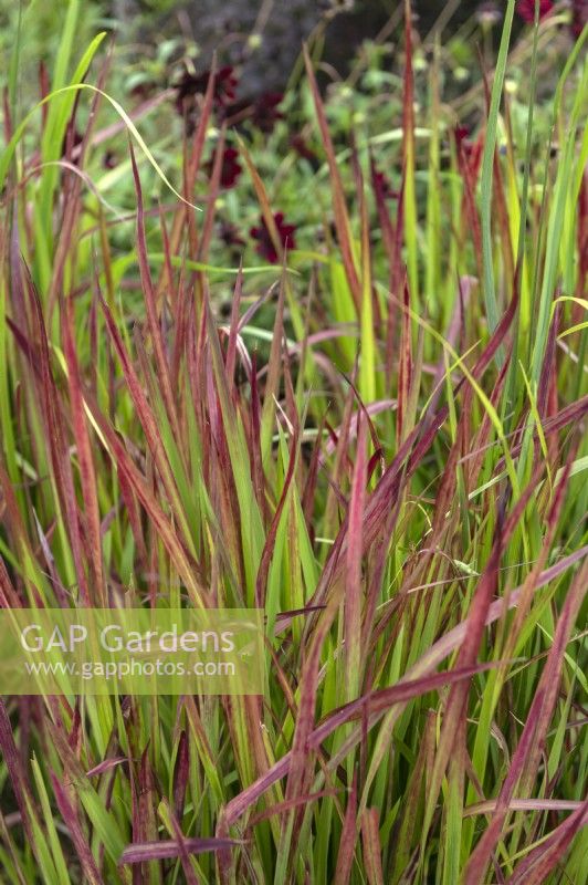 Imperata cylindrica 'Red Baron' Japanese bloodgrass