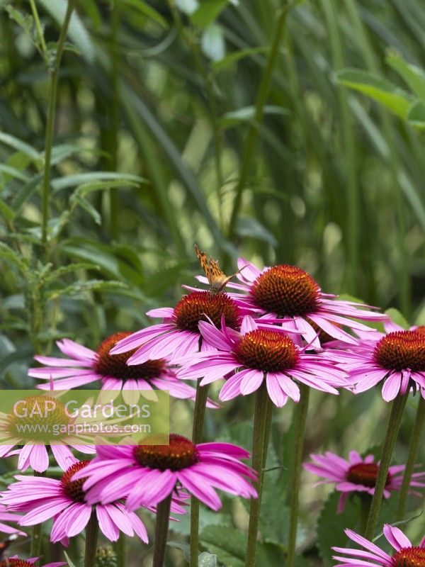 Comma butterfly on pink echinacea