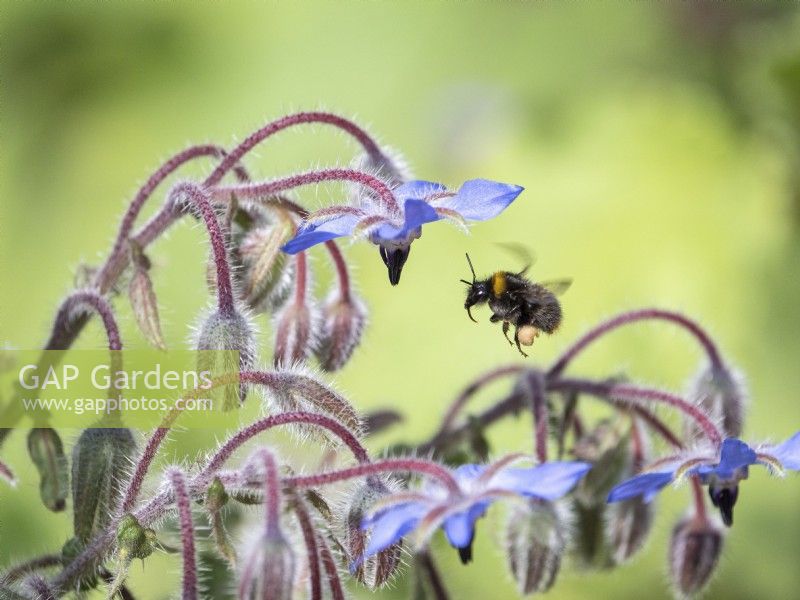 Bee inflight between borage flowers