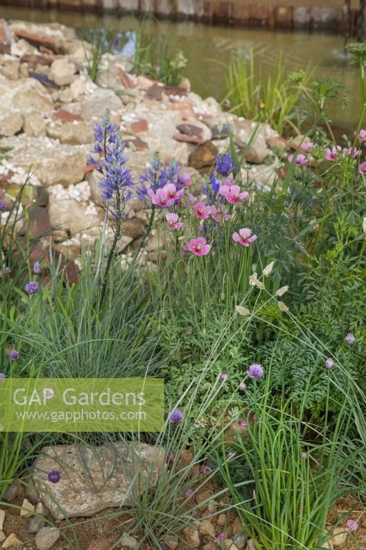 Papaver dubium subsp lecoqii var albiflorum - Beth's Poppy - and camassia in The Wildlife Trusts: Wilder Spaces garden at RHS Malvern Spring Festival 2023
