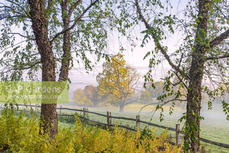 View through Betula nigra to an oak tree in parkland in Autumn standing in parkland in mist - October
