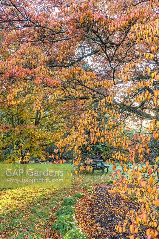 Cornus kousa in autumn leaf colour in an informal country garden - October