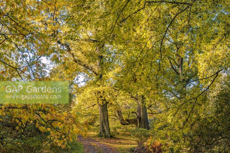 View of deciduous trees in Autumn leaf colour in a woodland garden - October