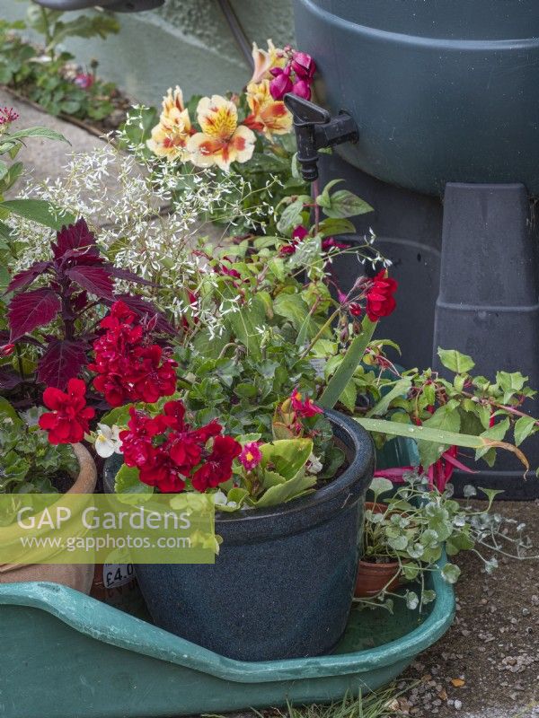 Soak pots in water tray during drought periods