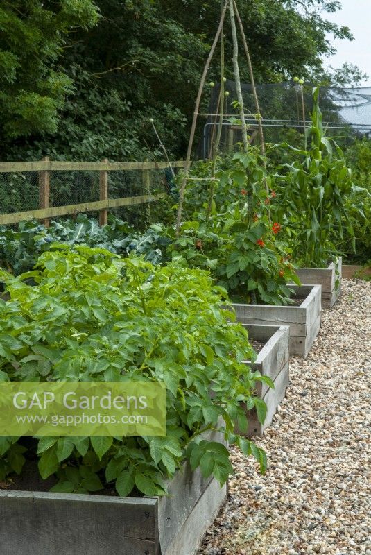 Raised beds of vegetables including Solanum tuberosum,  Brassicas, Phaseolus coccineus and Zea mays convar with shingle path - Open Gardens Day, Worlingworth, Suffolk