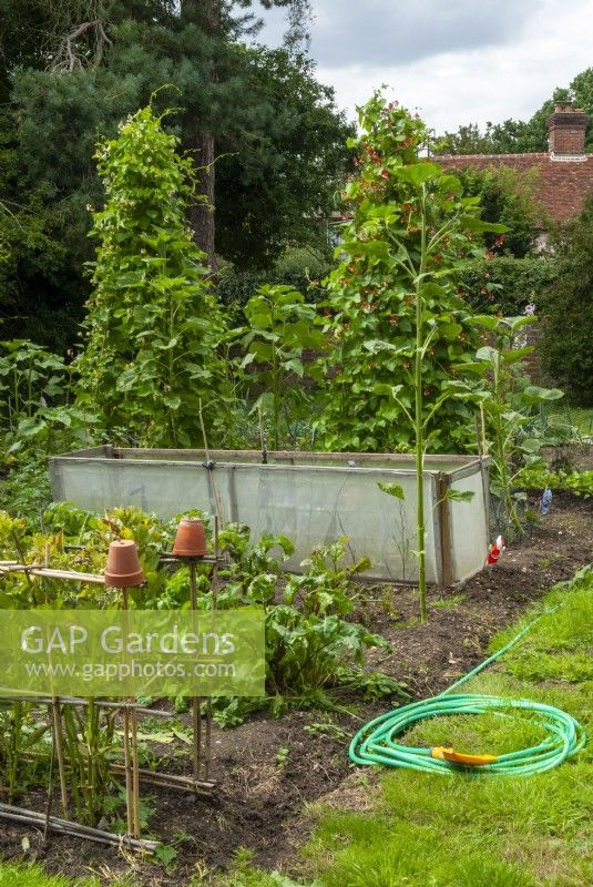 Crops in kitchen garden of country house including Broad Beans, Beetroot and Runner Beans, with sprinkler hose for irrigation