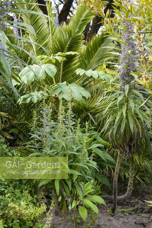 Lush foliage plants in a Cornish garden in May including blue flowered Echium pininana and Tetrapanax papyrifer 'Rex'.