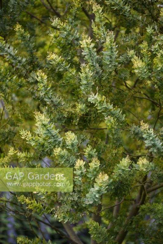 Acacia baileyana 'Purpurea' in May