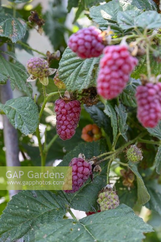 Rubus x loganobaccus - Tayberry 'Bounty Berry' syn. 'Yantay'