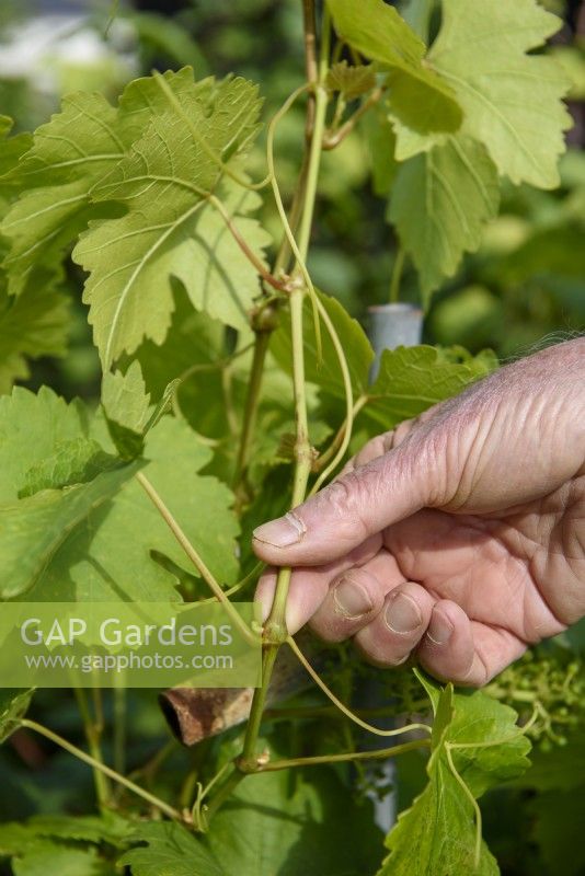 Pruning Vitis in summer by pinching to let in light and encourage grapes to ripen