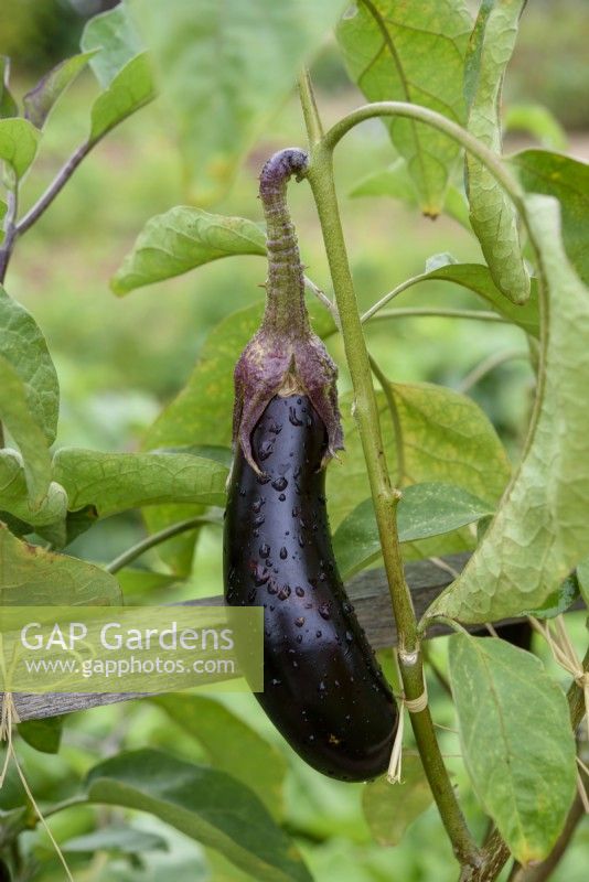 Solanum melongena 'Baluroi' F1 - Eggplant