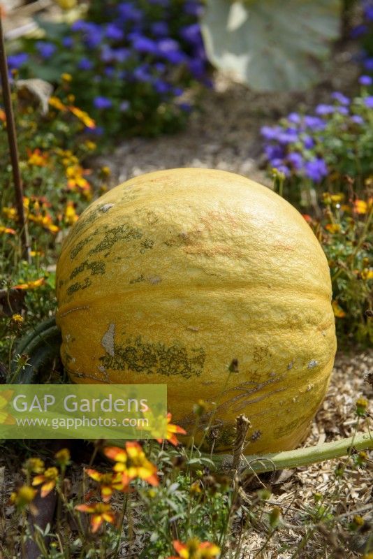 Curcurbita pepo - Squash 'Lady Godiva' grown for its immature seeds harvested before their shells develop