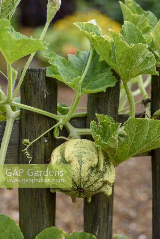 Gourd 'Devil's Claws' growing on a fence