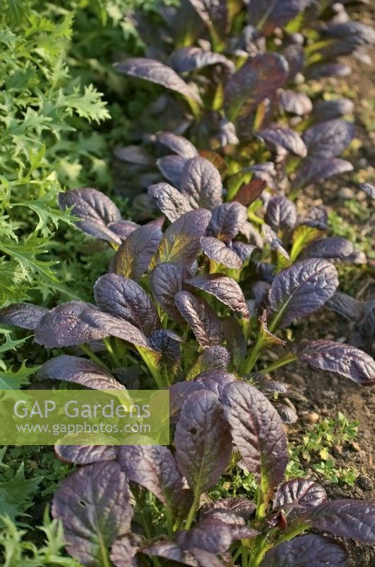 Mustard Red Lion - Brassica oleracea - Botrytis Group - 'Red Lion'  growing under protection for early spring cropping