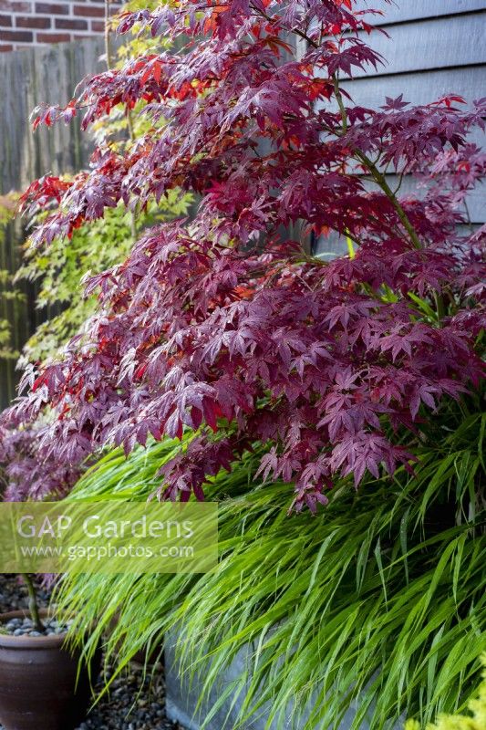  Acer palmatum 'Bloodgood' underplanted with Hakonechloa macra in large metal trough