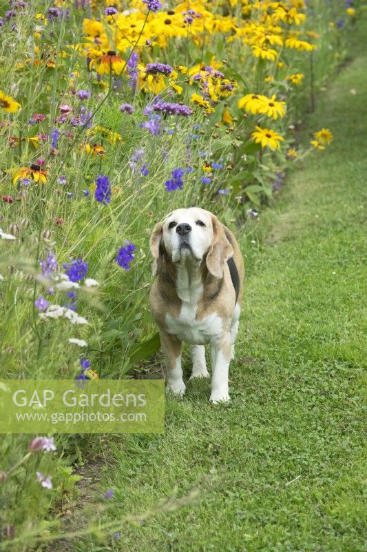 Dog on the lawn. Long wild flower border.