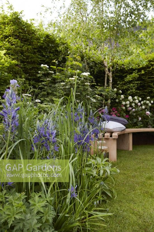 A Garden of Royal Reflection. Designer: Dave Green. Chelsea Flower Show 2023. Seating area with Camassia caerulea. Summer. May.