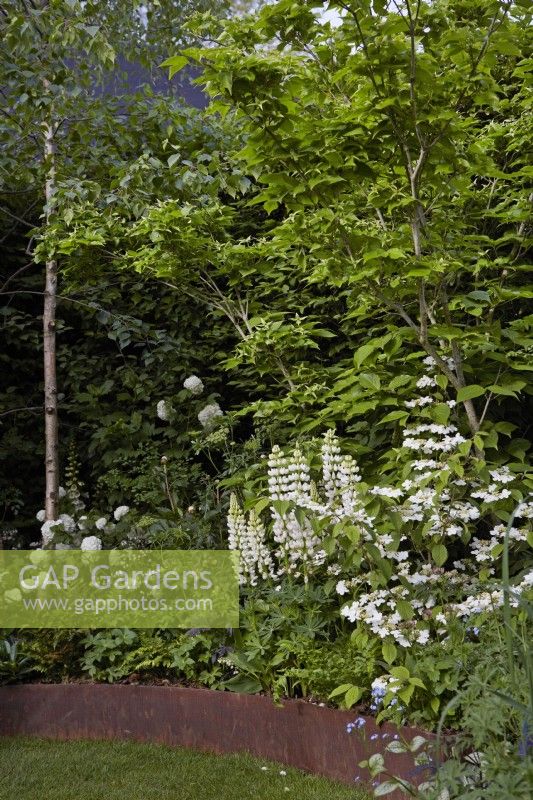 A Garden of Royal Reflection. Designer: Dave Green. Chelsea Flower Show 2023. Corten steel edged border with Viburnum 'Kilimanjaro' and Digitalis purpurea 'Alba'.