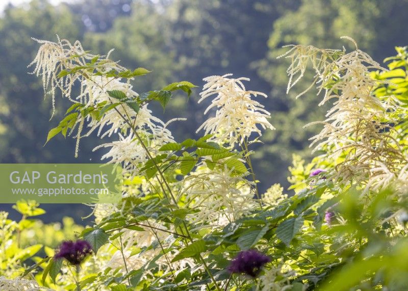 Atmospheric picture with Aruncus dioicus, summer July