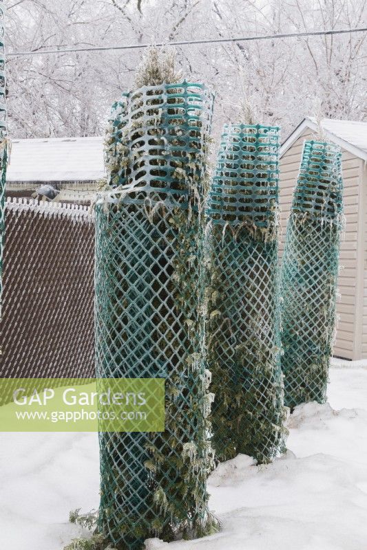 Thuja occidentalis 'Smaragd' - Cedar trees wrapped with protective green plastic mesh fences to prevent branches from breaking from accumulated heavy ice and snow in winter.