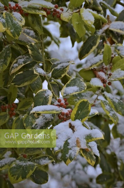Ilex x altaclerensis 'Golden King' with berries and snow