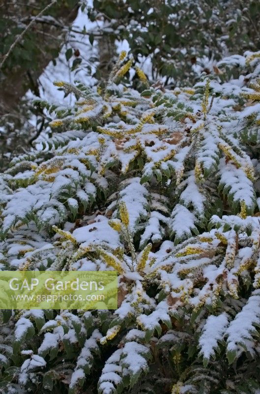 Mahonia 'Buckland' in flower and covered with snow