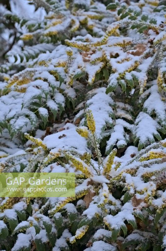 Mahonia 'Buckland' in flower and covered with snow