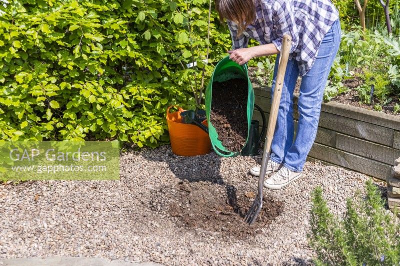 Woman pouring mulch in the hole dug for the Hazel
