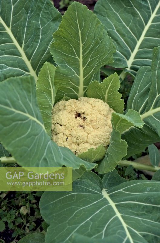 Frost damage to Cauliflower - Brassica oleracea Botrytis Group
