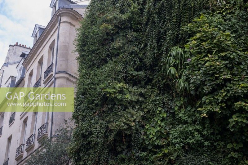 Paris France
L'Oasis d'Aboukir.  Mur vegetal (vertical garden) installed by French botanist Patrick Blanc. 