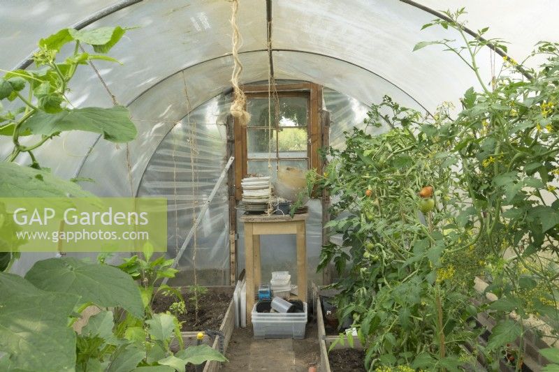 Old tunnel greenhouse inside with tomatoes growing.