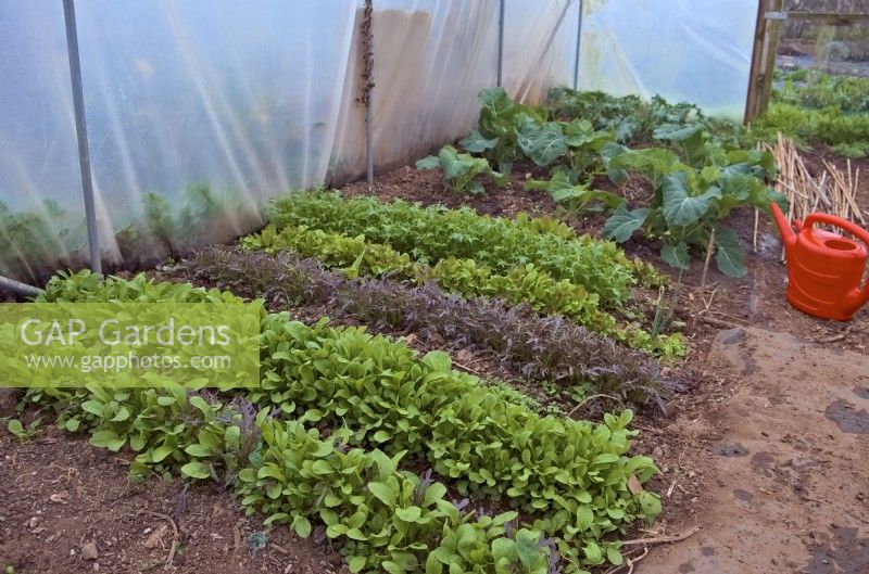 Mizuna - Brassica rapa nipposinica, Rocket - Eruca vesicaria and Lettuce - Lactuca sativa seedlings sown in January for early spring cutting  - shown mid March with red watering can