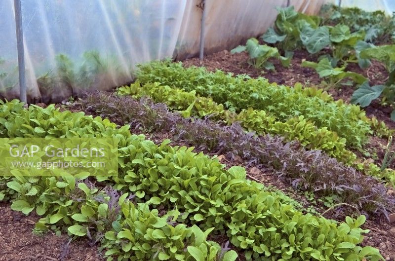 Mizuna - Brassica rapa nipposinica, Rocket - Eruca vesicaria and Lettuce - Lactuca sativa seedlings sown in January for early spring cutting  - shown mid March
