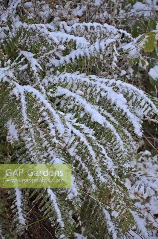 Dryopteris affinis native fern with snow