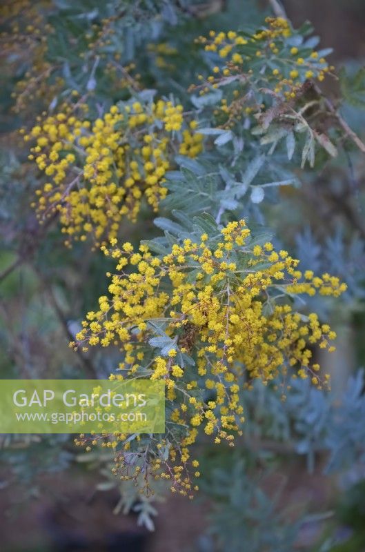 Acacia baileyana 'Purpurea' - the Cootamundra wattle in early March in the UK