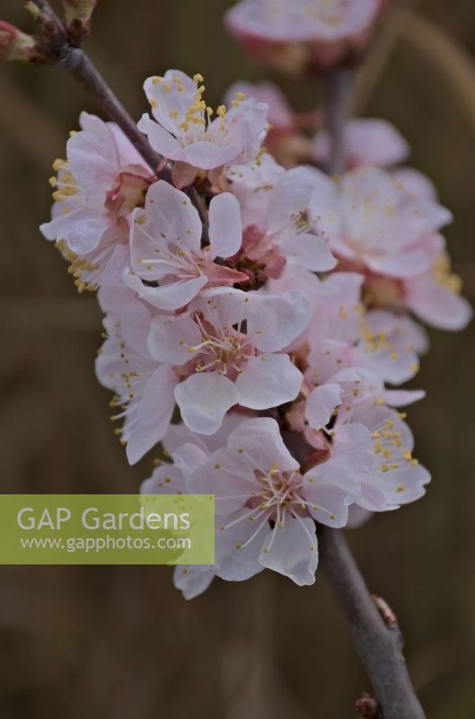 Prunus armeniaca 'Tross Orange' Apricot flowering in March