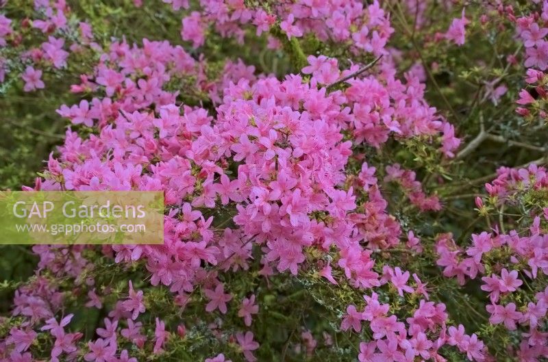 Rhododendron Obtusum Group 'Hinomayo' - evergreen Japanese azalea