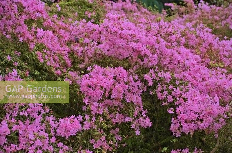 Rhododendron Obtusum Group 'Hinomayo' - evergreen Japanese azalea