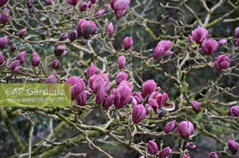 Magnolia 'Pickard's Garnet'