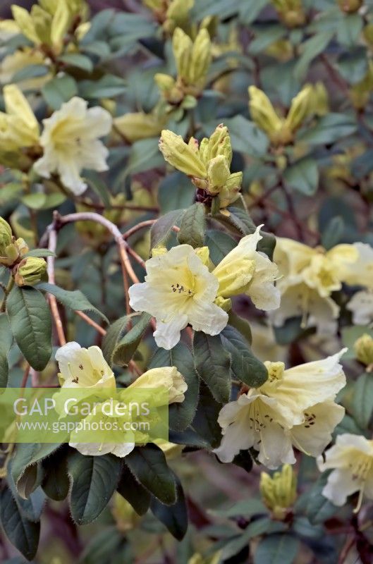 Rhododendron maddenii collection by Alan Clarke - a fragrant yellow plant