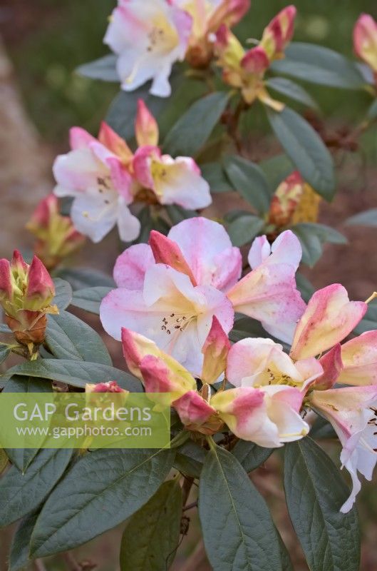 Rhododendron 'Elsie Frye'