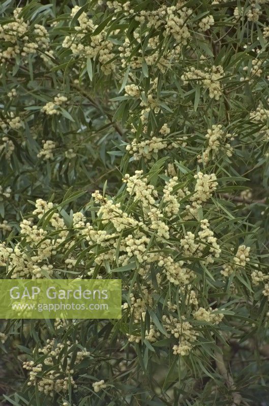 Acacia melanoxylon - Blackwood Wattle