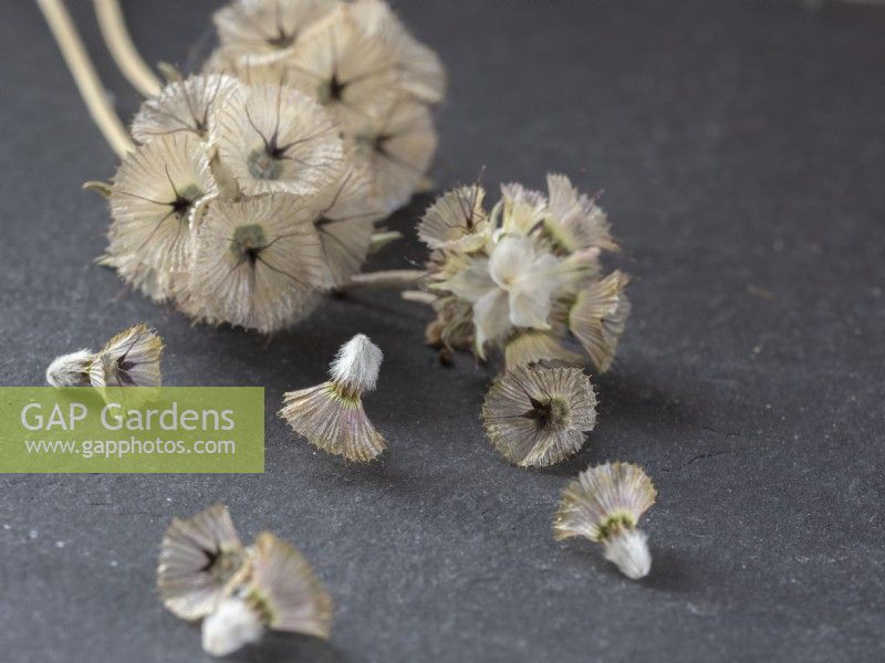 Seeds heads with individual seeds of Scabiosa Sternkugel