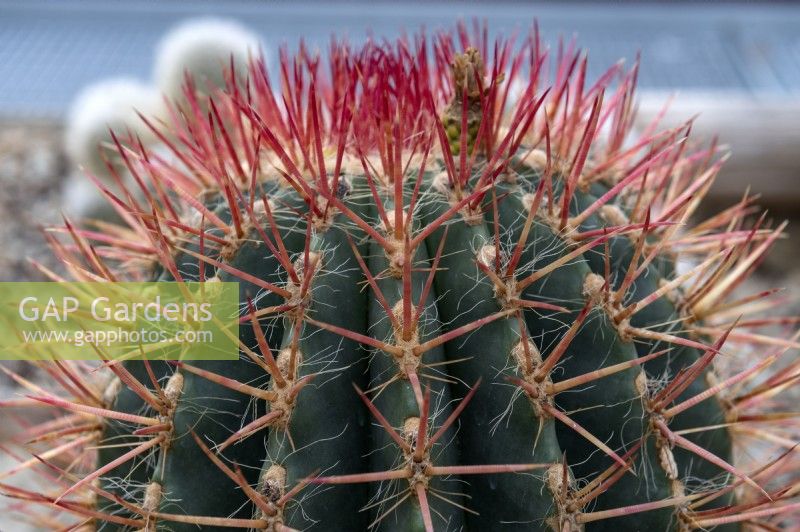 Ferocactus pilosus, Mexican lime cactus